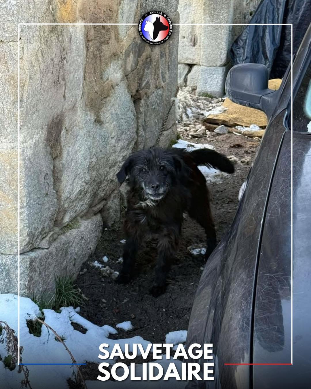 Sauvetage de Marley par Au Pré de mon Arche