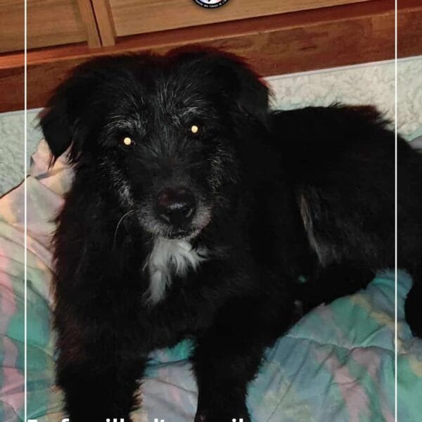 Sauvetage de Marley par Au Pré de mon Arche