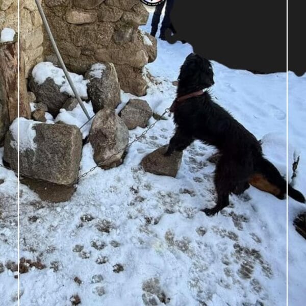 Sauvetage de Marley par Au Pré de mon Arche