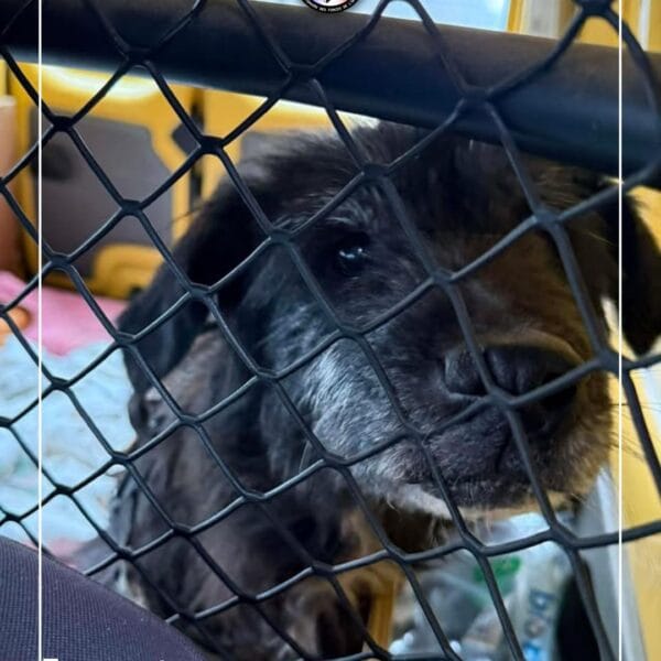 Sauvetage de Marley par Au Pré de mon Arche