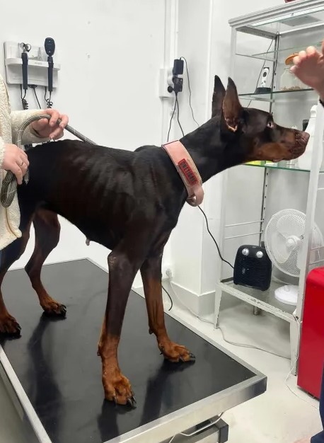 femelle doberman maigre