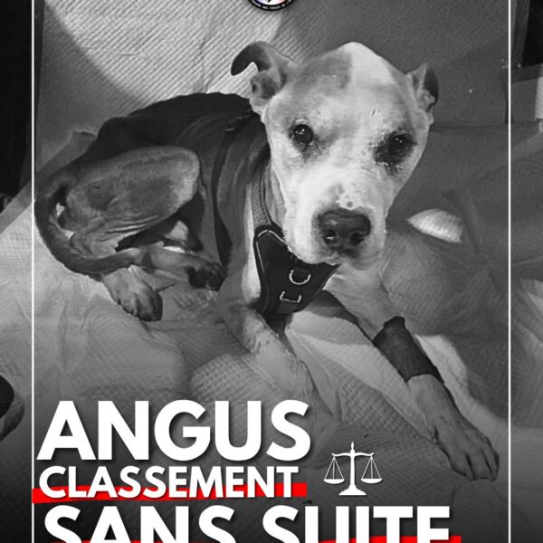 angus - classement sans suite