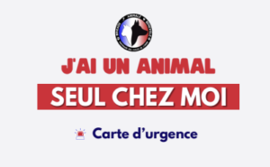carte animal seul