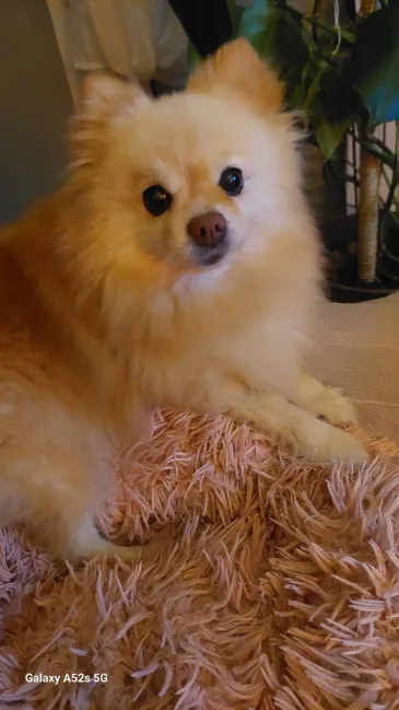 Lire la suite à propos de l’article Maya