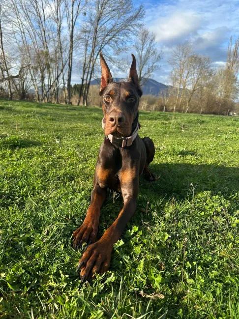 Lire la suite à propos de l’article Parrainage-Sia