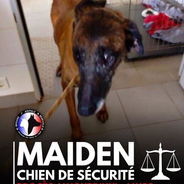 procès maiden