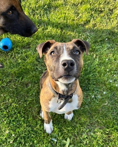 volt assit dans l'herbe