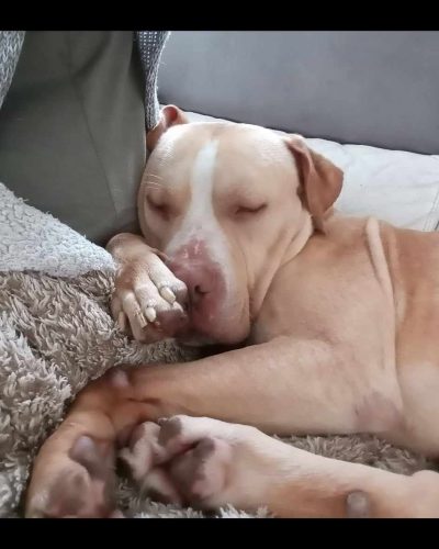 nougat qui dort paisiblement