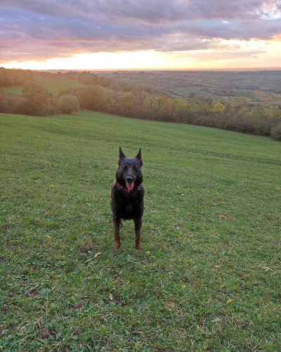 Raiva au coucher de soleil dans une prairie