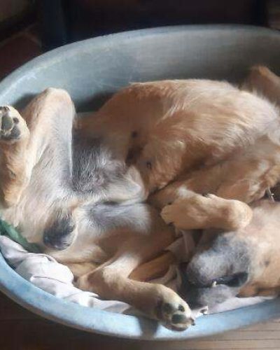 cesar qui dort les pattes en l'air dans son panier