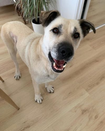 uria debout qui nous regarde