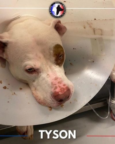tyson avec une collerette