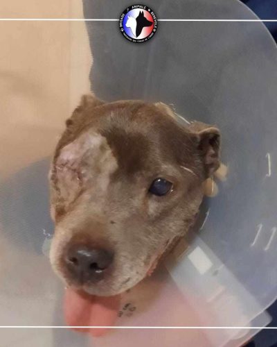 maurice sans son oeil