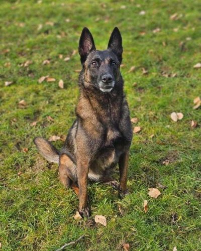 leika assse dans l'herbe