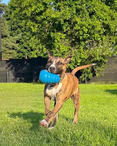 volt qui court avec un jouet