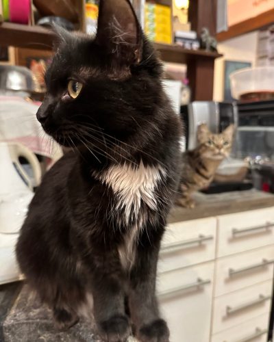 Alpha qui tourne la tête à gauche