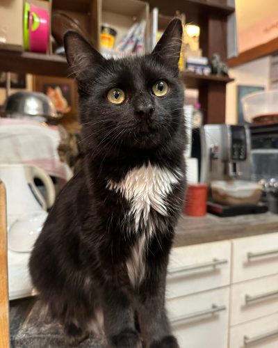 Alpha assis qui nous regarde