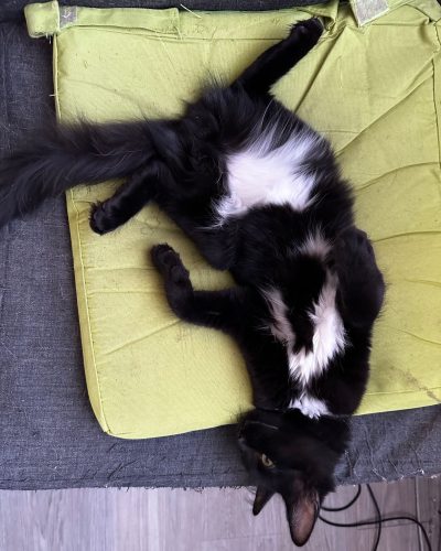 Alpha couché avec classe les pattes en l'air