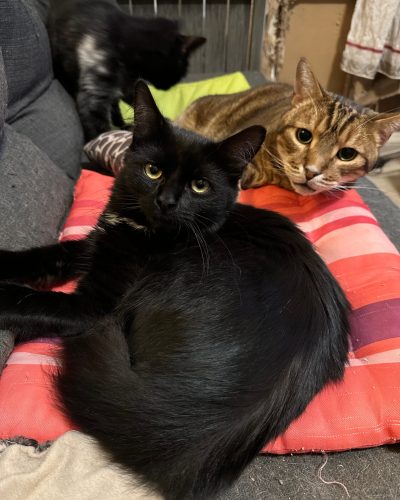 Alpha sur le canapé avec ses copains chats