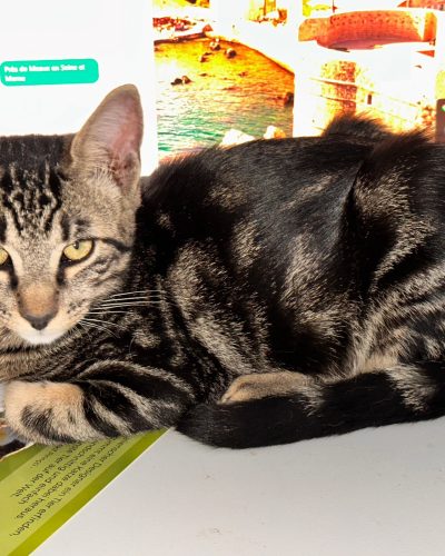 Boga qui nous regarde