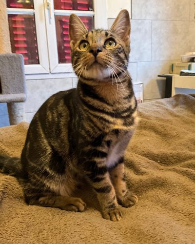 Boga qui regarde vers le haut