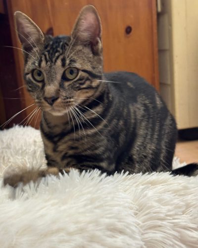 Boga dans son coussin blanc