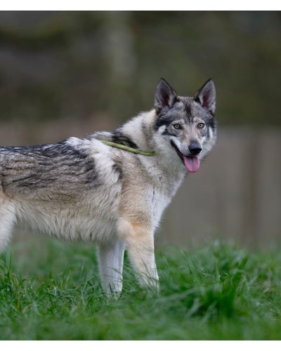Gisla en train de marcher qui nous regarde langue pendante