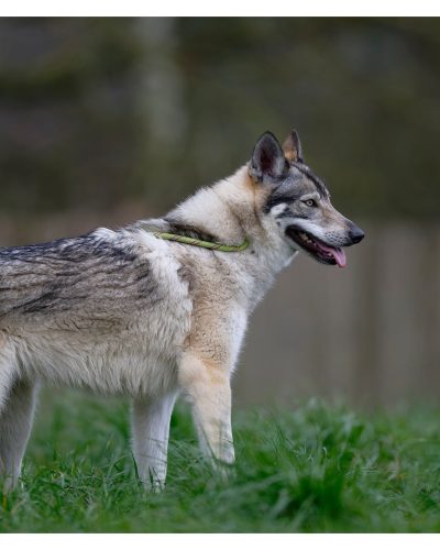 Gisla qui marche vers la droite