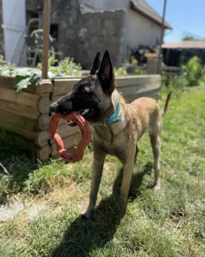 volkan dehors avec son jouet
