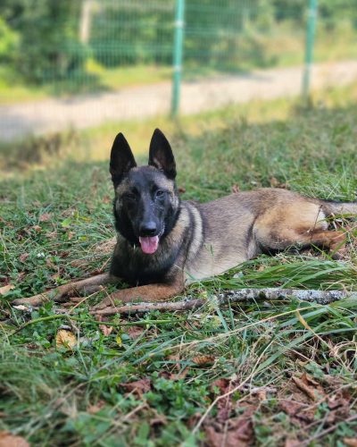 Kira allongée dans l'herbe qui nous regarde