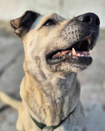 uria assise de profil