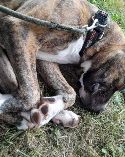 volt endormi dans l'herbe