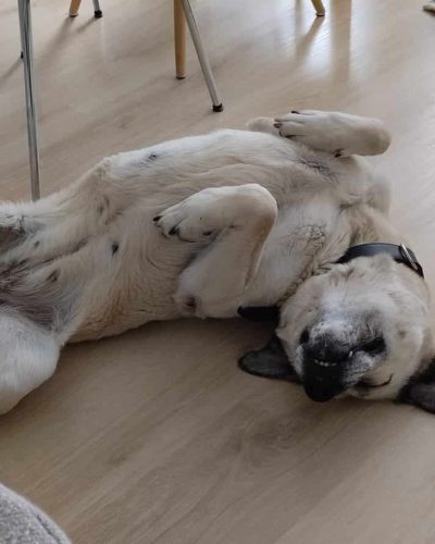 uria couchée les quatre pattes en l'air