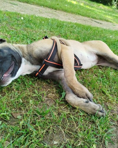 Moka dans l'herbe