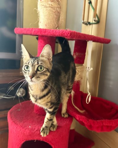 Saba dans un arbre à chat rouge