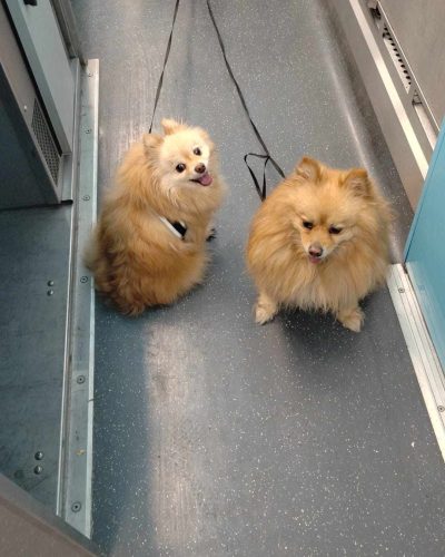 Maya et Fitji dans le train