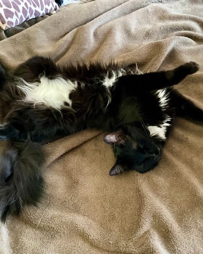 alpha en pleine sieste