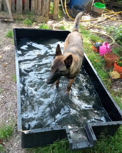 kira dans un bac plein d'eau