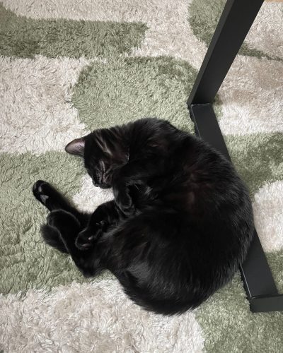 Khéyus couché sur un tapis