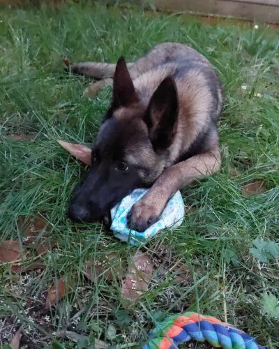 Kira couchée dans l'herbe avec son jouet