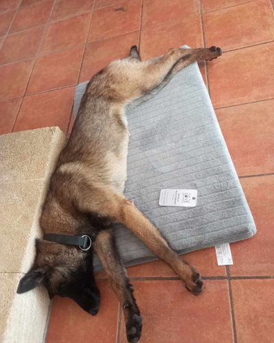 Kira en pleine sieste