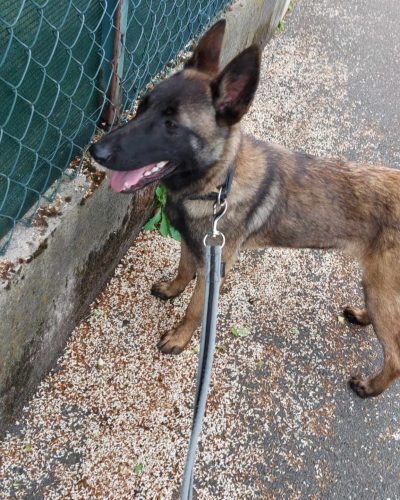 Kira en balade en laisse