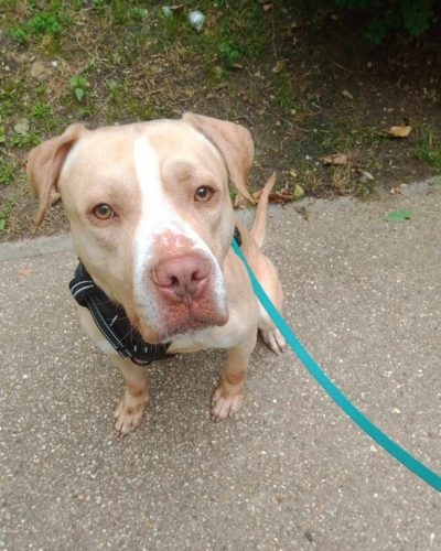 Portrait de Nougat en balade