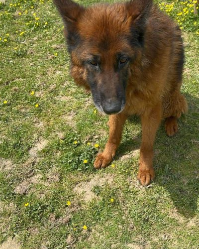 Ollie berger allemand assise dans l'herbe