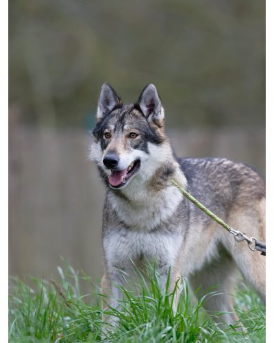 Rolle de face qui regarde à gauche