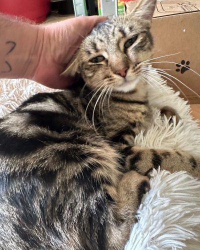 Saba qui se fait caresser par un humain