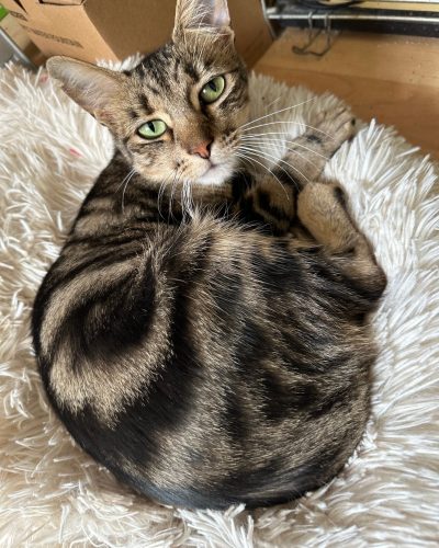 Saba dans son coussin fluffy blanc