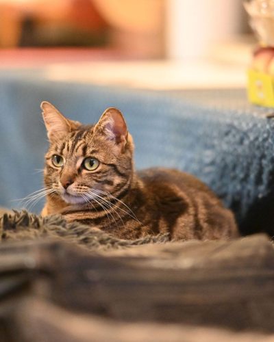 Saba couchée sur un plaid