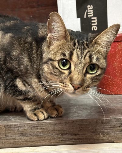 Saba qui nous regarde