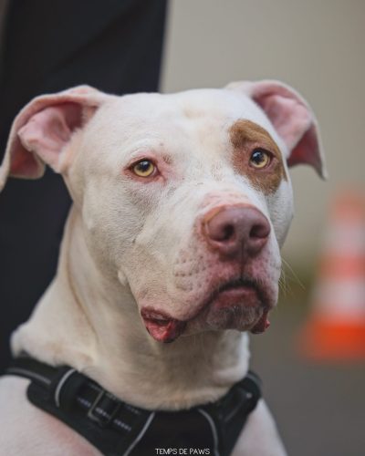 Portrait de Tyson de face